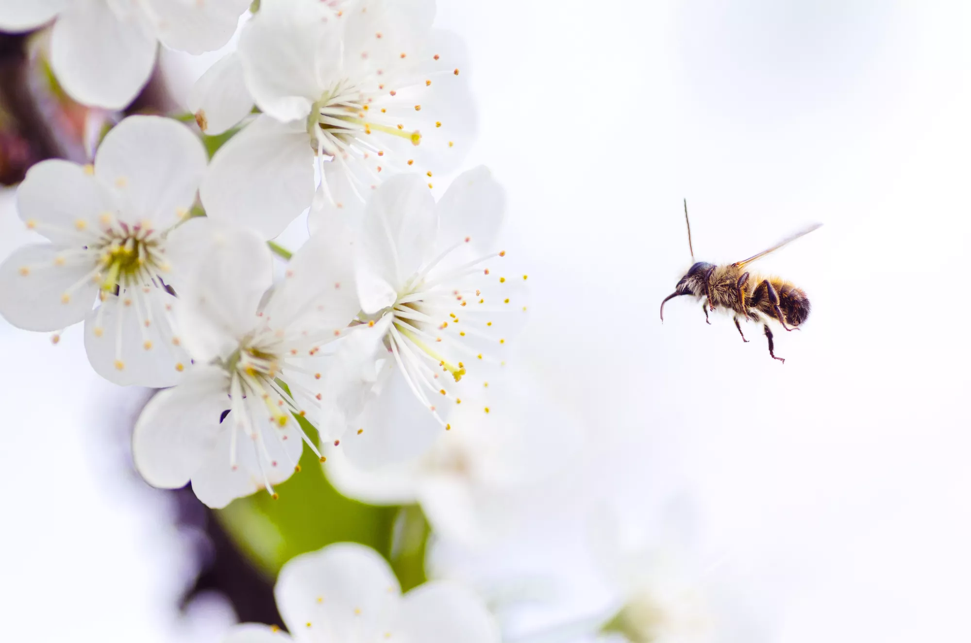 Auckland Beekeepers Club