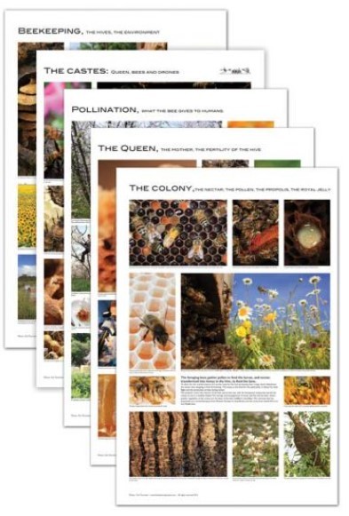 Set of 5 Beekeeping Posters