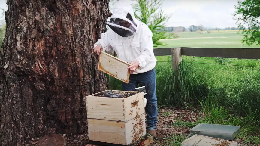 Learn about natural building and beekeeping and co-create our